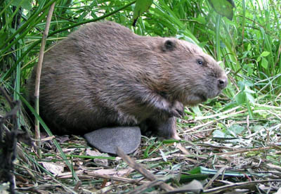 Bever Bram Kerkhof