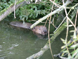 Bever Foto: Ronald van Jeveren