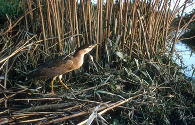 Kwak opgezet