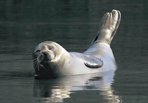 Zeehond Foto: Theo Musse