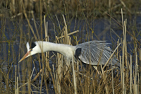 Blauwe reiger Foto: Hans Gebuis