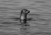 Zeehond. Een monster met menselijke trekken Foto: John v/d Heuvel